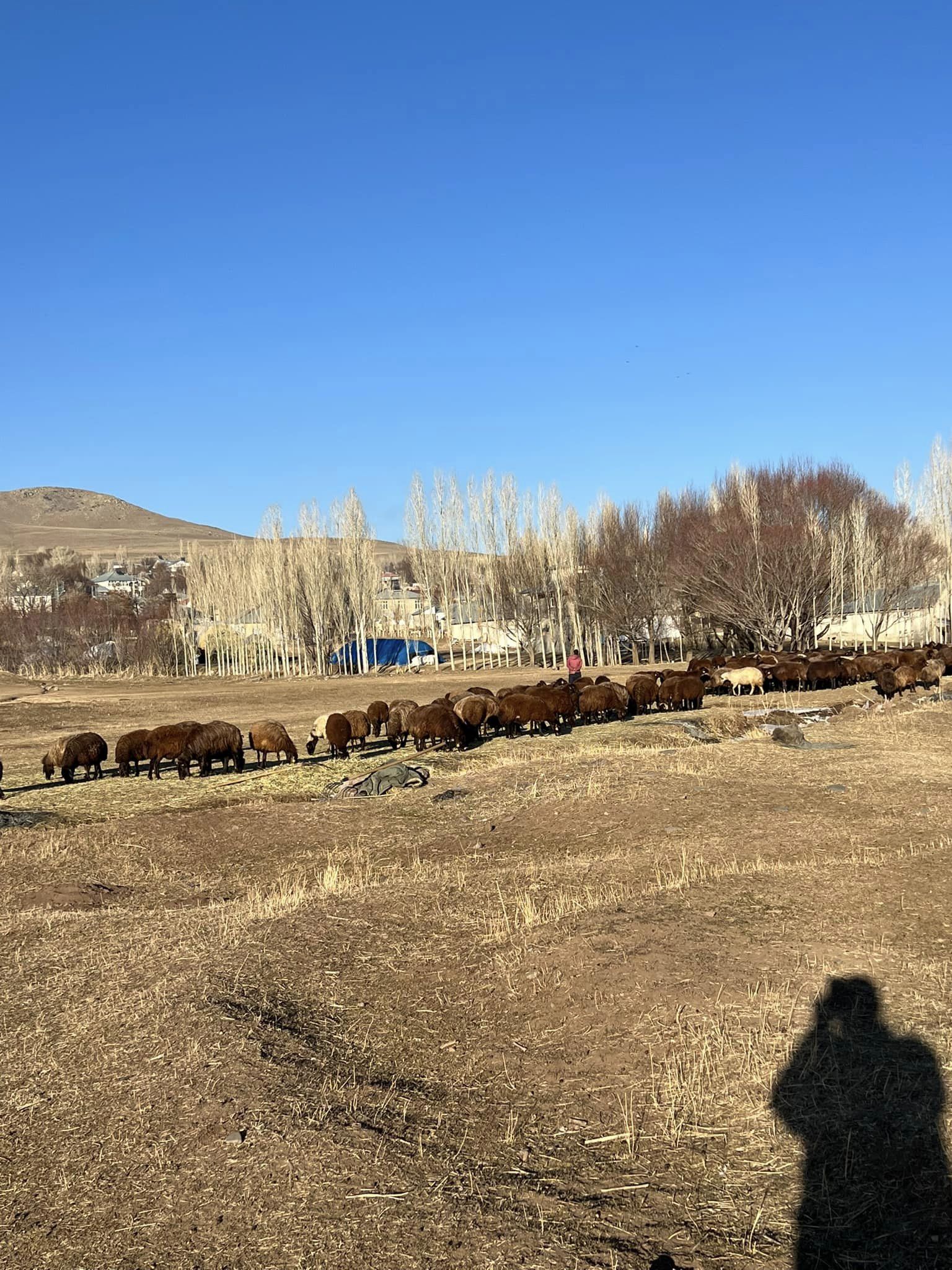 Bir açık hava ve ağaç görseli olabilir